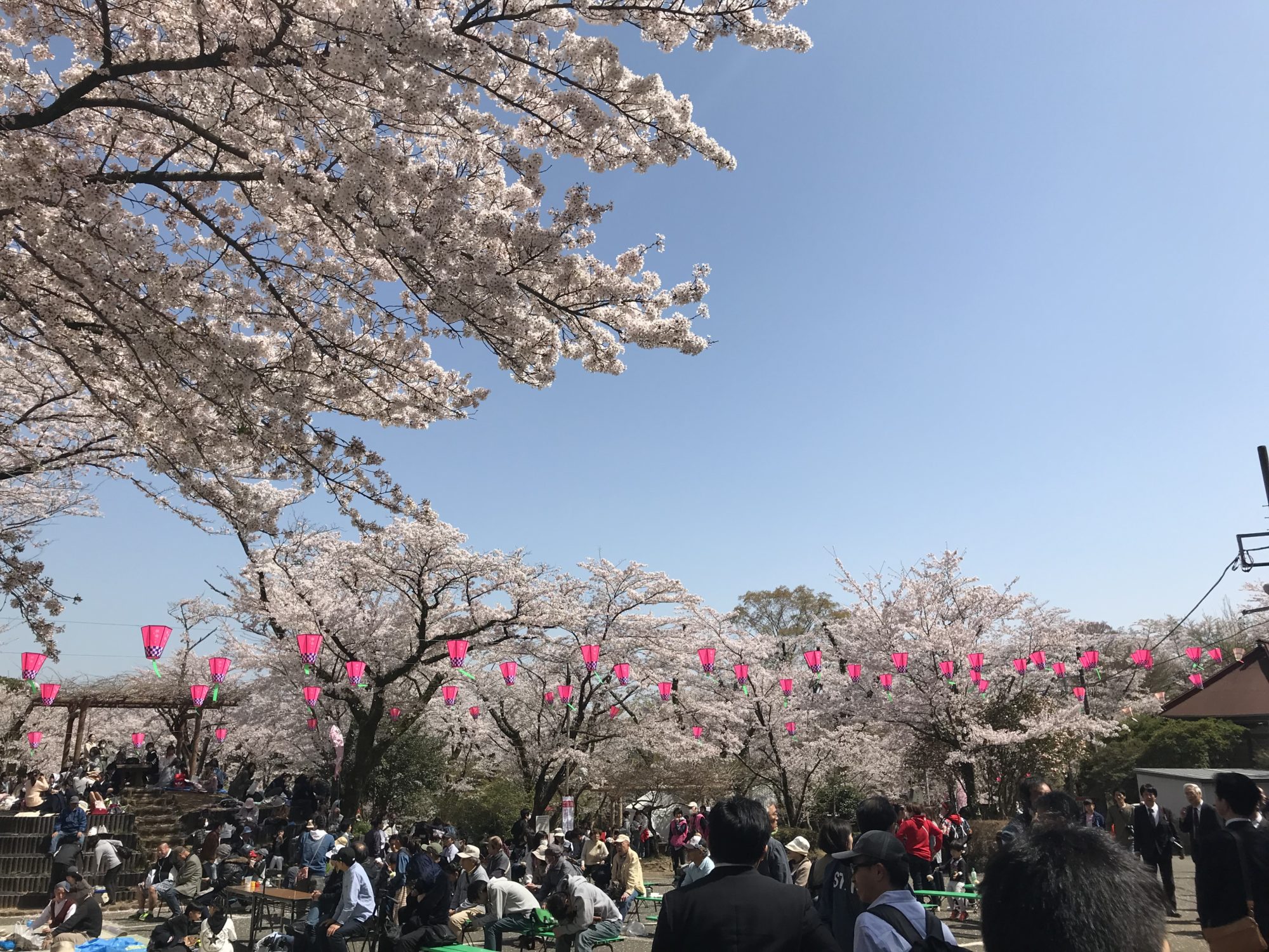 飯山桜ひろばの満開の桜