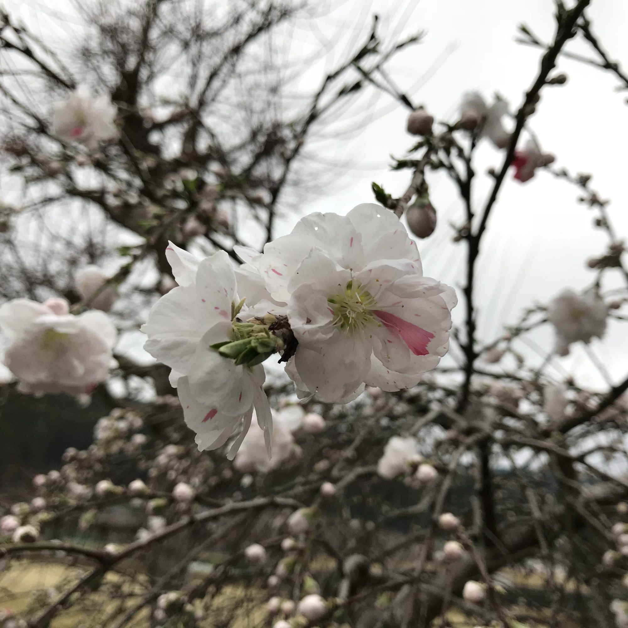 源平桜の花１