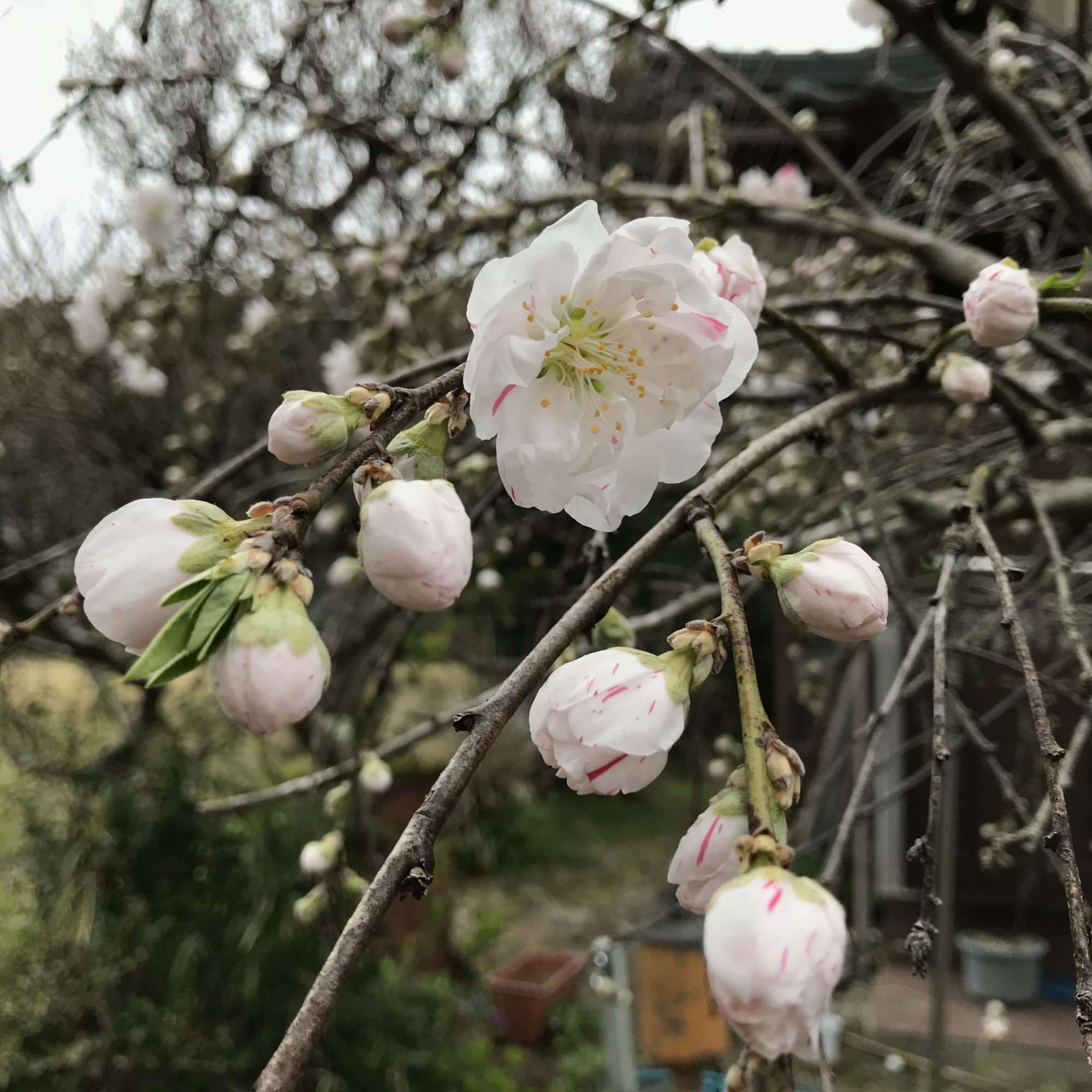源平桜の花２