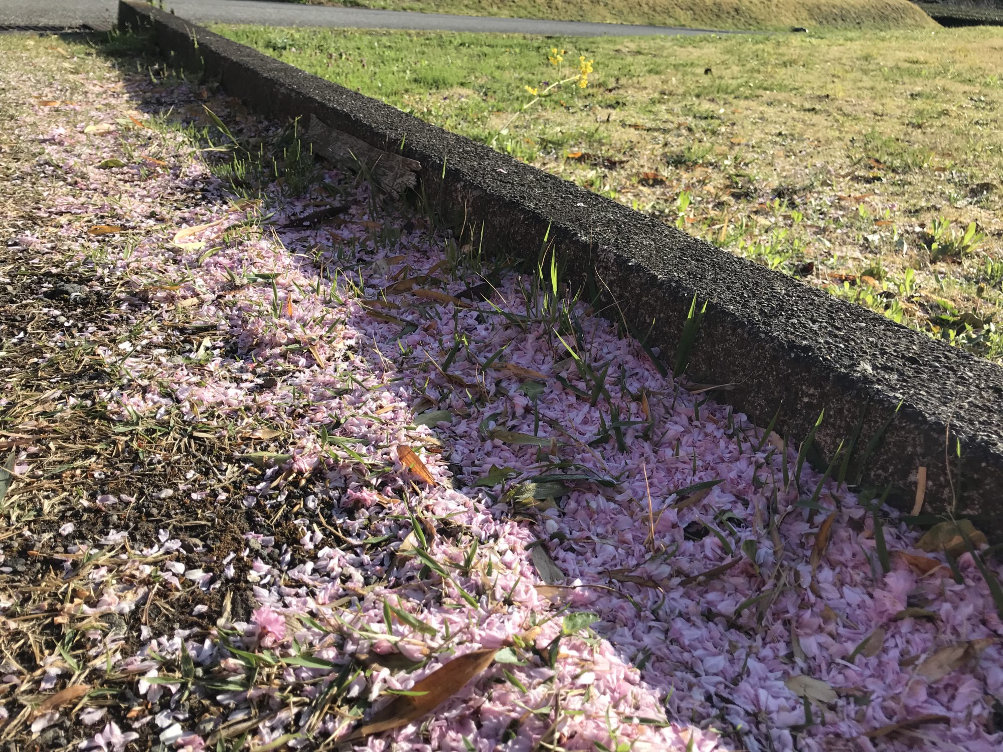 桜のミニじゅうたん