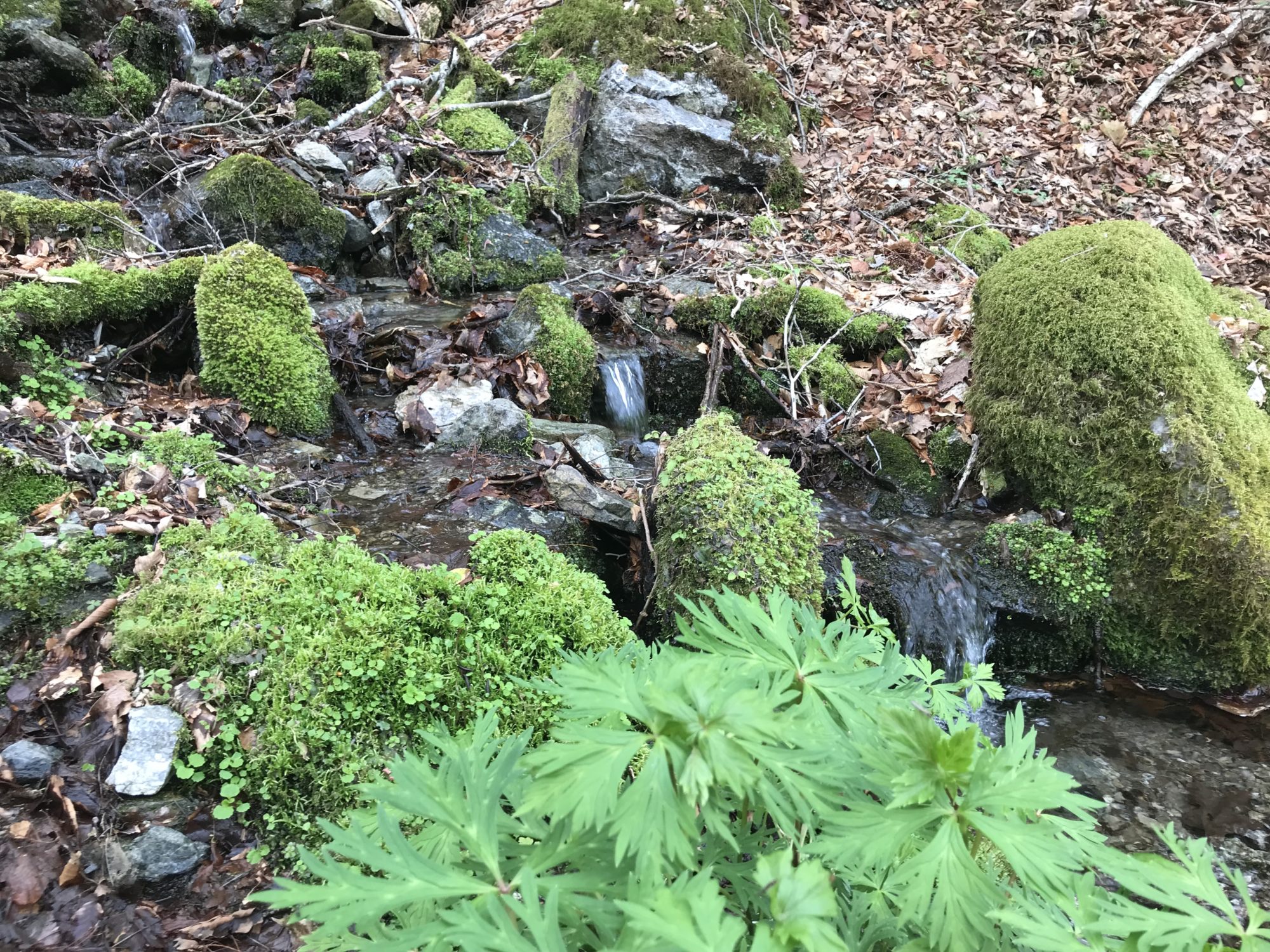 清流と苔と岩と若葉