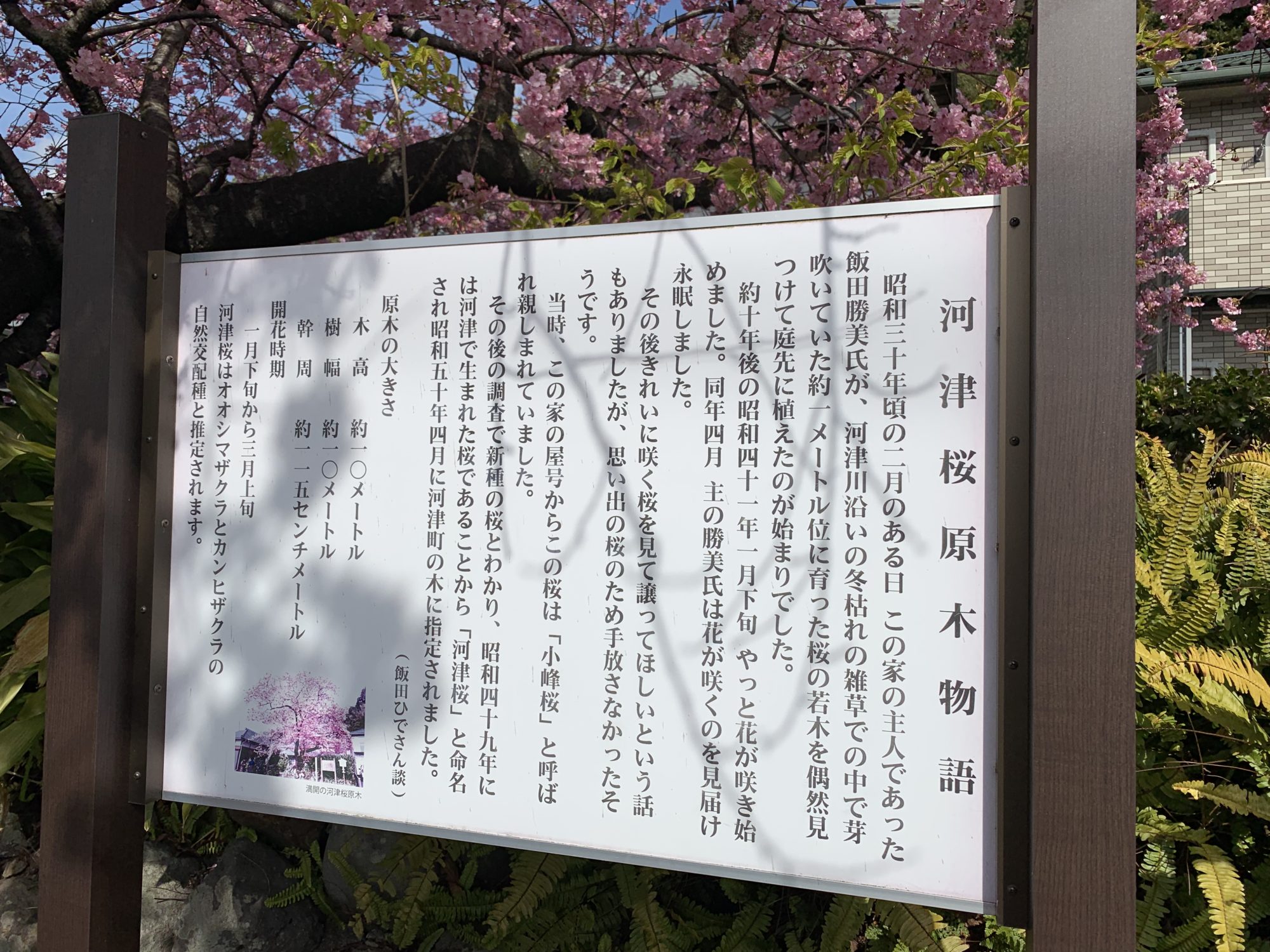 た の 苗 が の 河津 は 原木 見つかっ 桜 静岡県の巨木 河津桜の原木