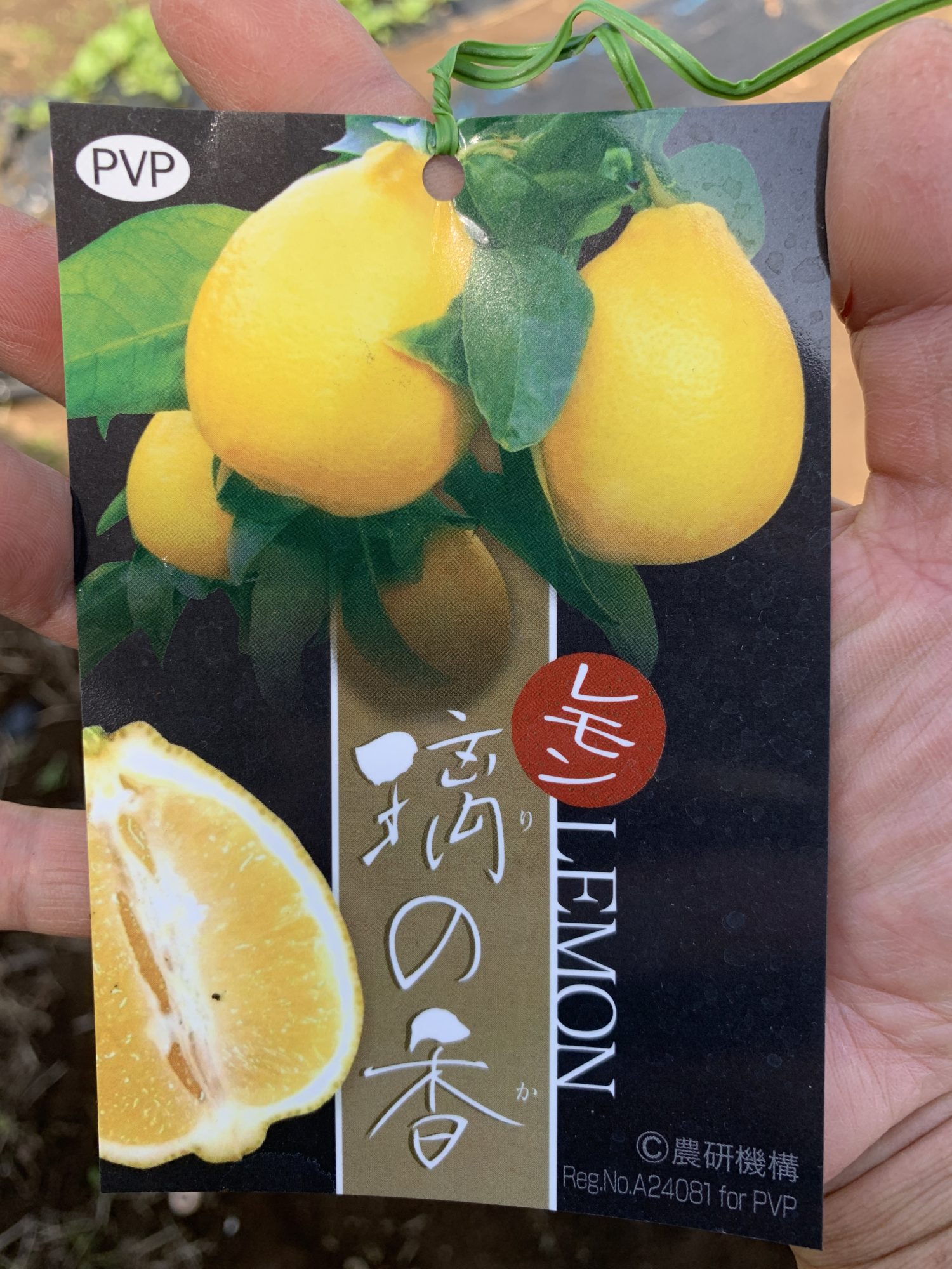 レモンの苗木 璃の香 りのか とレモネード ちきゅうさんドットコム