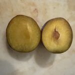 プルーン　ツアー　中味