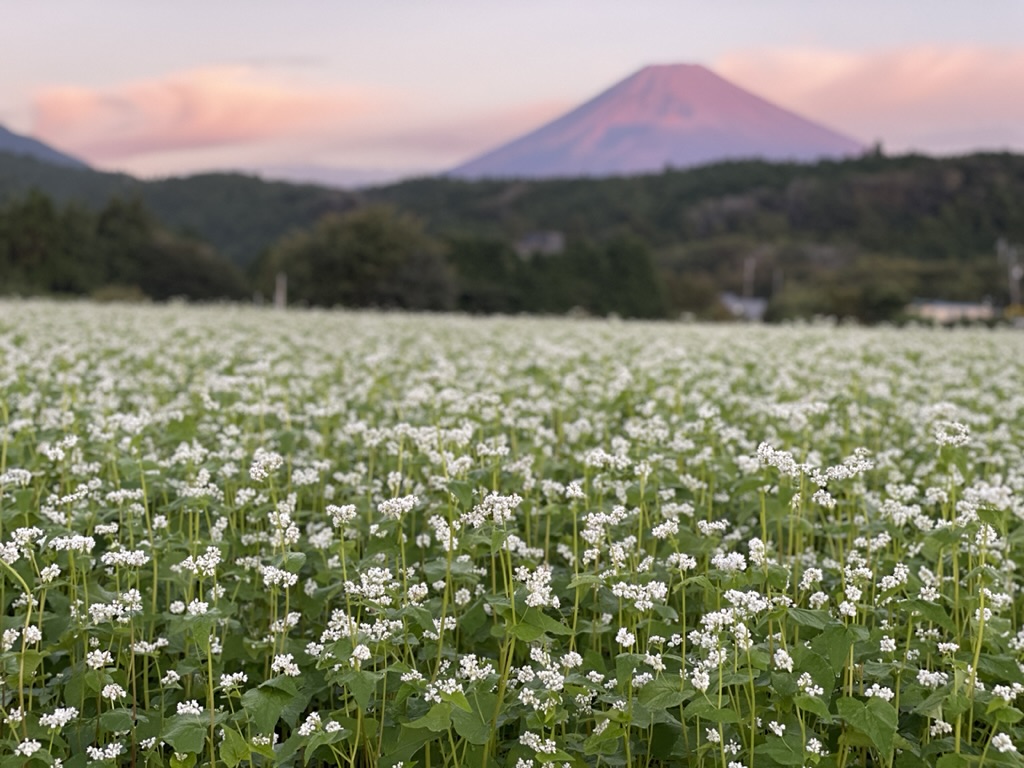 あしたか山麓裾野そば 五竜庵の蕎麦を作る蕎麦畑